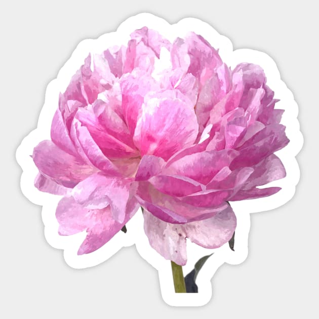 Pink Peony Illustration Sticker by Alemi